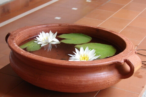 Clay Pot With Lotus Flowers Floating on Water