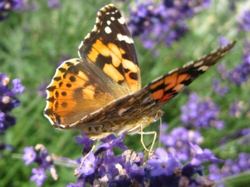 Picture of Monarch Butterfly on Purple Flowers