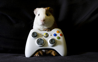 Guinea pig with x-box remote